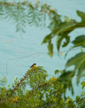 Bananaquit (Coereba Flaveola) bird sitting on a evergreen tree branch, Antigua (Caribbean)