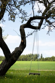 Empty swing on a gnarly tree