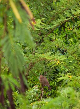 Mourning dove (Zenaida Macroura) sitting on a evergreen tree branch, Antigua (Caribbean)