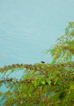 Bananaquit (Coereba Flaveola) bird sitting on a evergreen tree branch, Antigua (Caribbean)