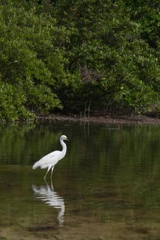 white Heron bird in a tropical lake (wildlife scenery) in Antigua, Caribbean