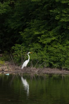 white Great Egret (Ardea alba) bird in a tropical lake (wildlife scenery) in Antigua, Caribbean