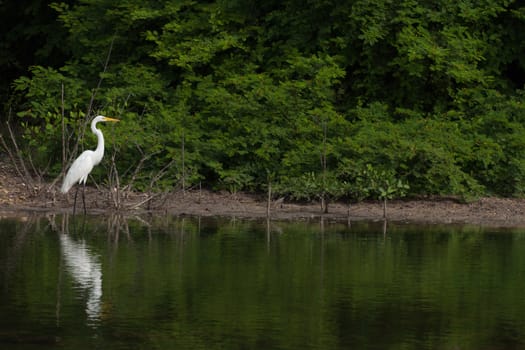 white Great Egret (Ardea alba) bird in a tropical lake (wildlife scenery) in Antigua, Caribbean