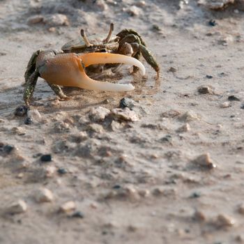 one handed crab moving in a pond crustacean from Antigua