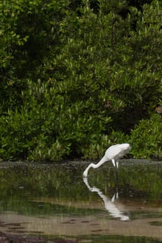 white Great Egret (Ardea alba) bird in a tropical lake fishing (water splashing) in Antigua, Caribbean