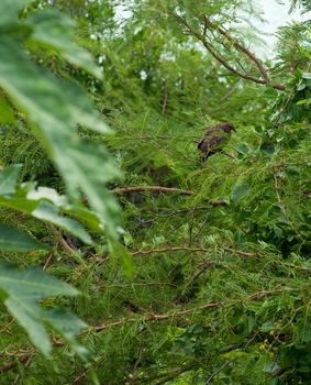 Mourning dove (Zenaida Macroura) sitting on a evergreen tree branch, Antigua (Caribbean)