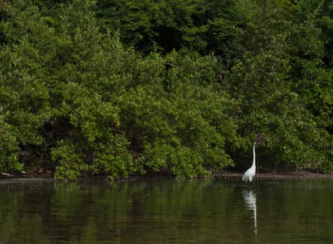 white Great Egret (Ardea alba) bird in a tropical lake (wildlife scenery) in Antigua, Caribbean