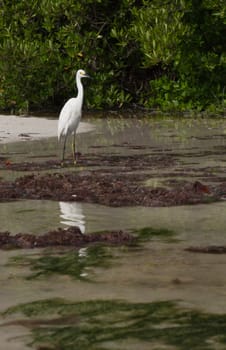 white Heron bird in a tropical lake (wildlife scenery) in Antigua, Caribbean