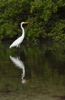 white Great Egret (Ardea alba) bird in a tropical lake (wildlife scenery) in Antigua, Caribbean