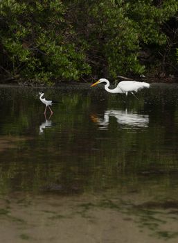 Great Egret (Ardea alba) and Black-necked Stilt (Himantopus mexicanus) birds in a tropical lake in Antigua, Caribbean