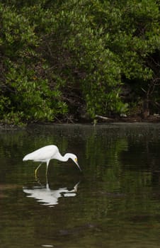 white Heron bird in a tropical lake (wildlife scenery) in Antigua, Caribbean
