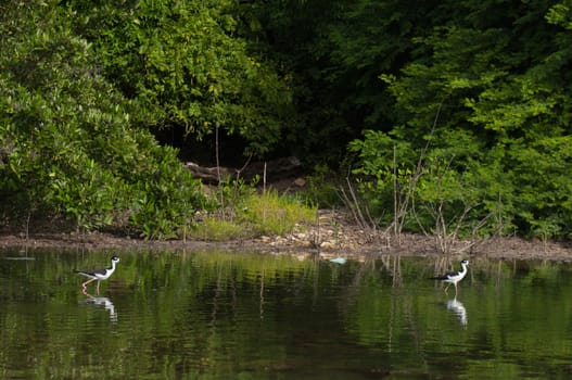 two Black-necked Stilt (Himantopus mexicanus) birds in a tropical lake in Antigua, Caribbean