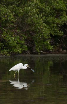 white Heron bird in a tropical lake (wildlife scenery) in Antigua, Caribbean