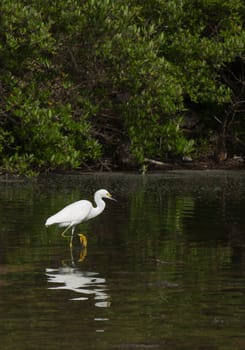 white Heron bird in a tropical lake (wildlife scenery) in Antigua, Caribbean