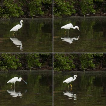 sequential pictures of a white Heron bird in a tropical lake fishing (not successful) in Antigua, Caribbean