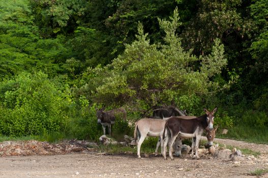 beautiful donkeys in a wildlife landscape at the countryside, Antigua (Caribbean)