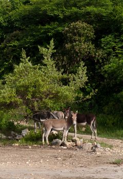 beautiful donkeys in a wildlife landscape at the countryside, Antigua (Caribbean)