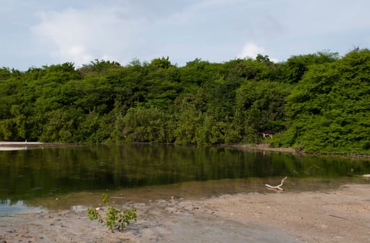 tropical green lake in a wildlife landscape, Antigua