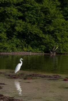 white Heron bird in a tropical lake (wildlife scenery) in Antigua, Caribbean