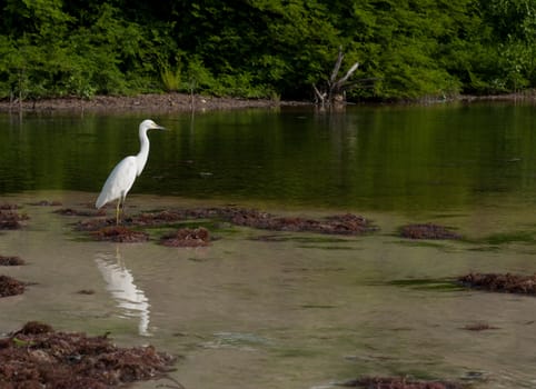 white Heron bird in a tropical lake (wildlife scenery) in Antigua, Caribbean