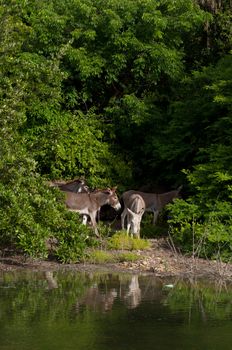 beautiful donkeys next to a lake in a wildlife landscape at the countryside, Antigua (Caribbean)