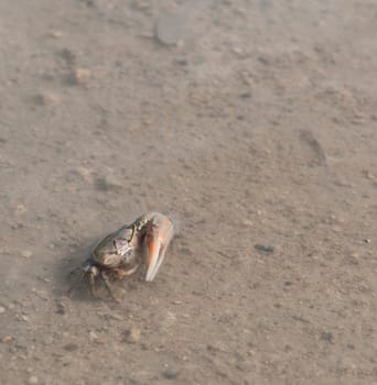 one handed crab moving in a pond (crustacean from Antigua)