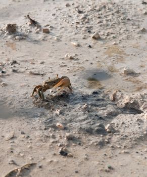 one handed crab moving in a pond (crustacean from Antigua)