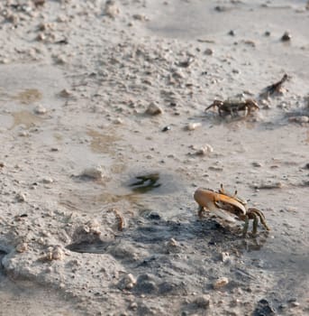 one handed crab moving in a pond (crustacean from Antigua)