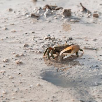 one handed crab protecting his hole in a pond (crustacean from Antigua)