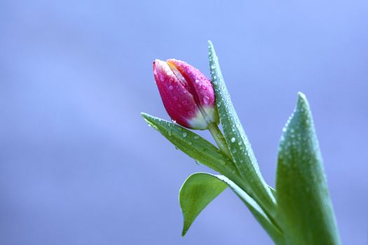 close up of tulip with water drops