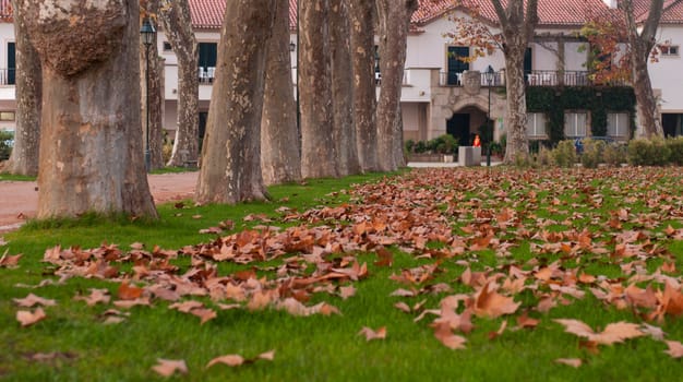 autumn scene in a city park with trees and brown leaves blanketing the ground (focus on the center)