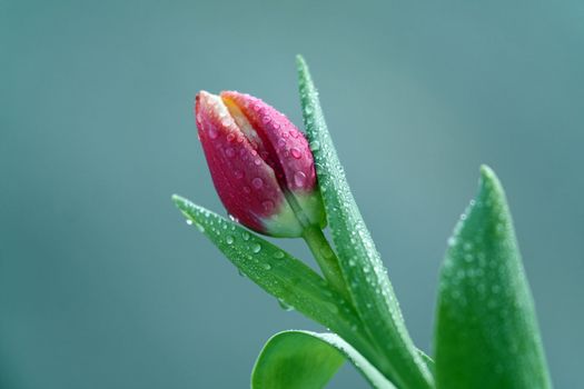 close up of tulip with water drops