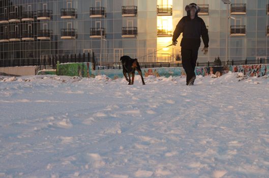Men with rottweiler working near the glass house. Winter view