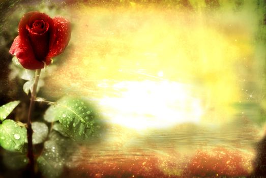 grunge background, natural red rose, copy space