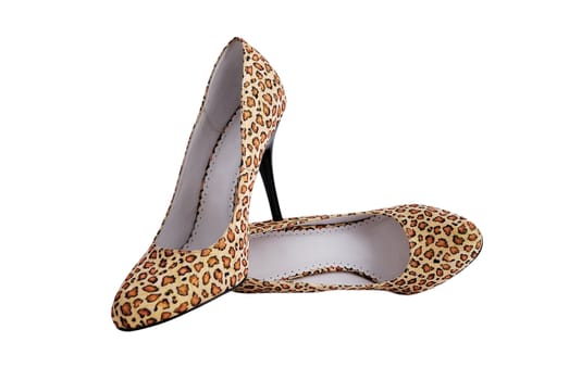 ladies shoes leopard on a white background