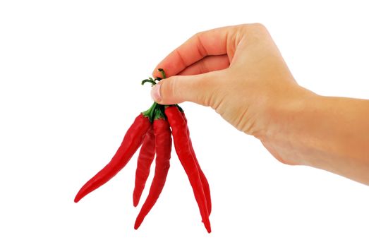 red chili peppers in hand on a white background
