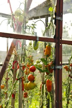 Old rusting glass greenhouse construction fragment and ripen tomatoes vegetables.