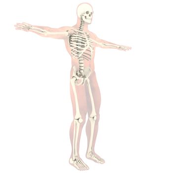 Transparent skeleton. Isolated render on a white background