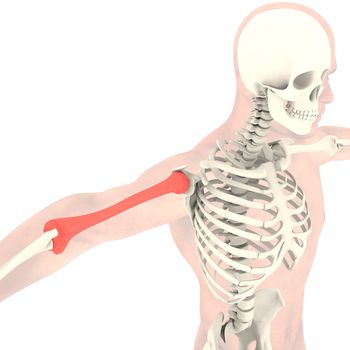 Transparent skeleton. Isolated render on a white background