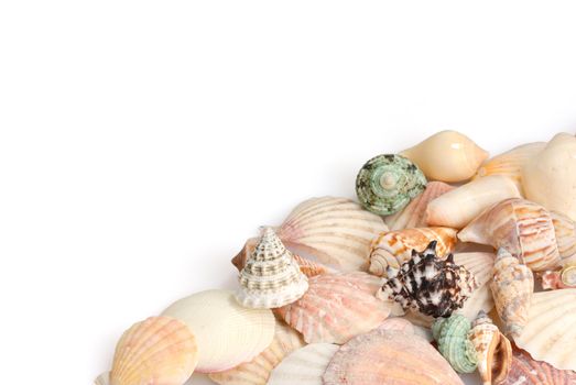 Seashells on white background with copyspace