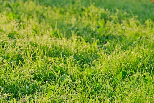 Grass field with morning dew