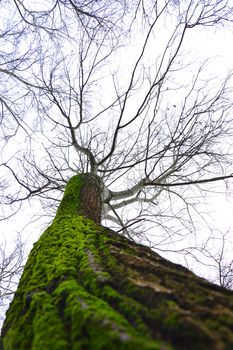 Big old tree with moss in frog perspective