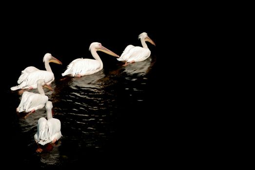 A group of pelicans with reflection on the water