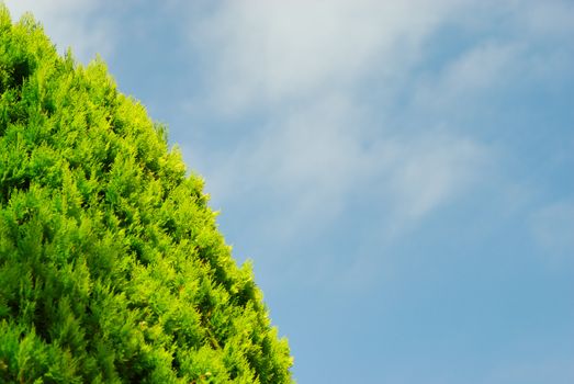 Thuja on blue sky