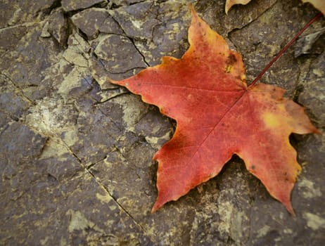 colored maple leaf on cracked stone background