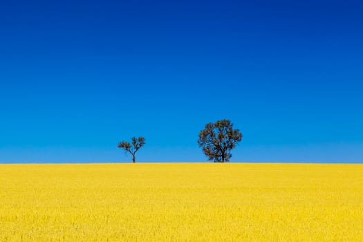 Two Trees on the horizon between bright yellow wheat farm field and clear sunny blue sky.