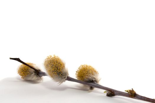 Spring Easter willow branch on white background