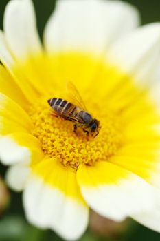 White flower with bee