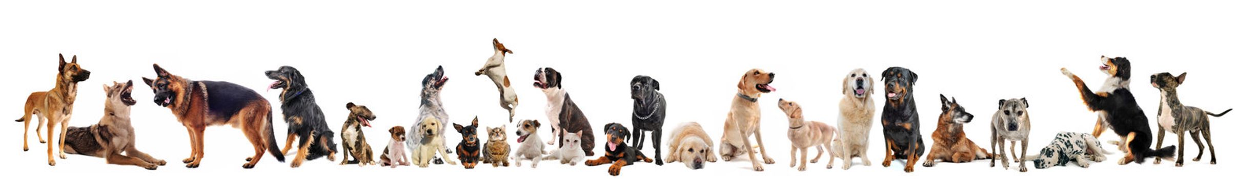group of dogs, puppies and cats on a white background