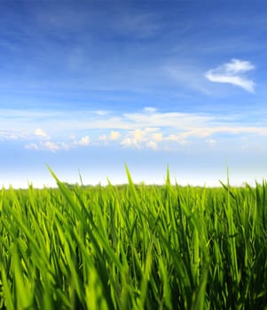 green grass field against blue sky